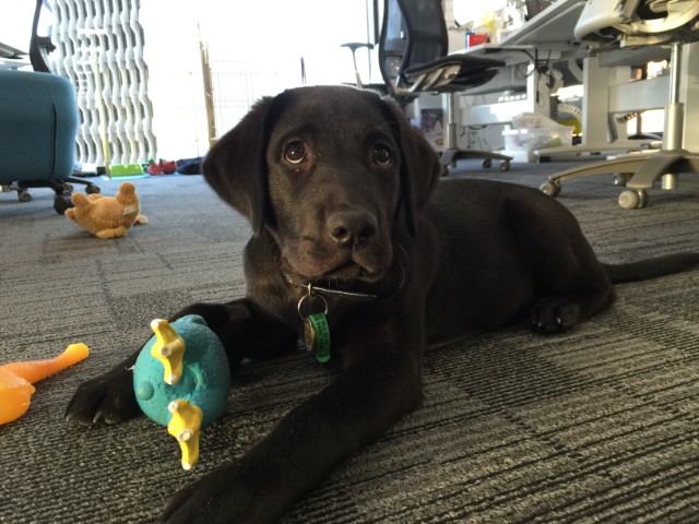 Neesha at 18 weeks old at the ANZ offices at 55 Collins street, Melbourne