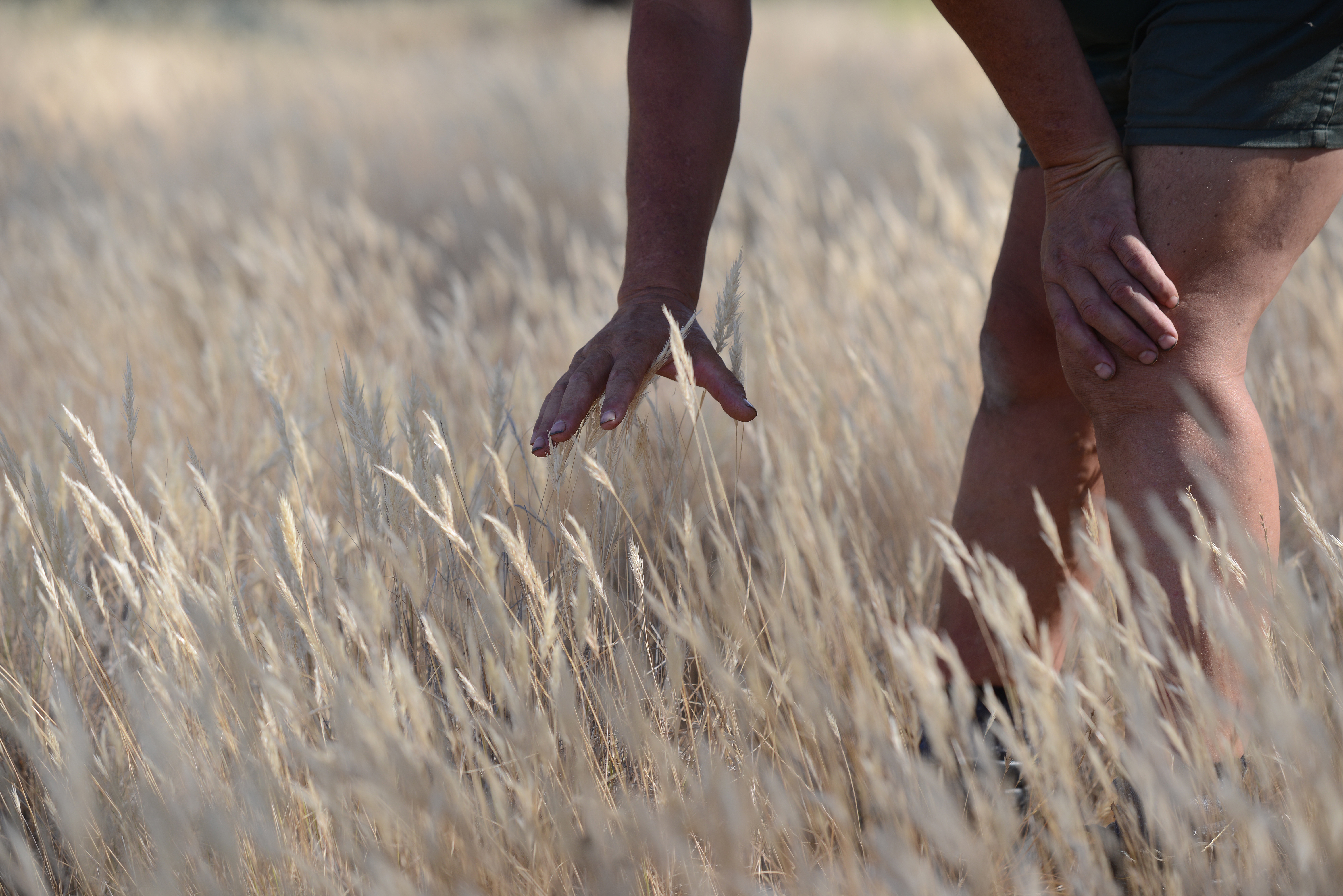 A hand on the danthonia. Image source: Kilter Rural