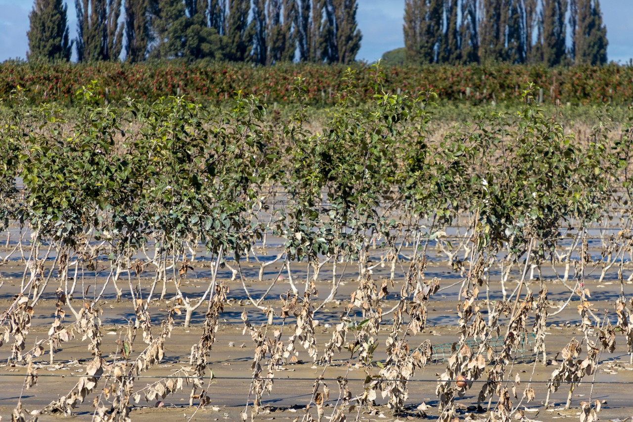 A flood-damaged apple orchard and nursery near the banks of the Tūtaekurī River, with dead and dying seedlings in the foreground.