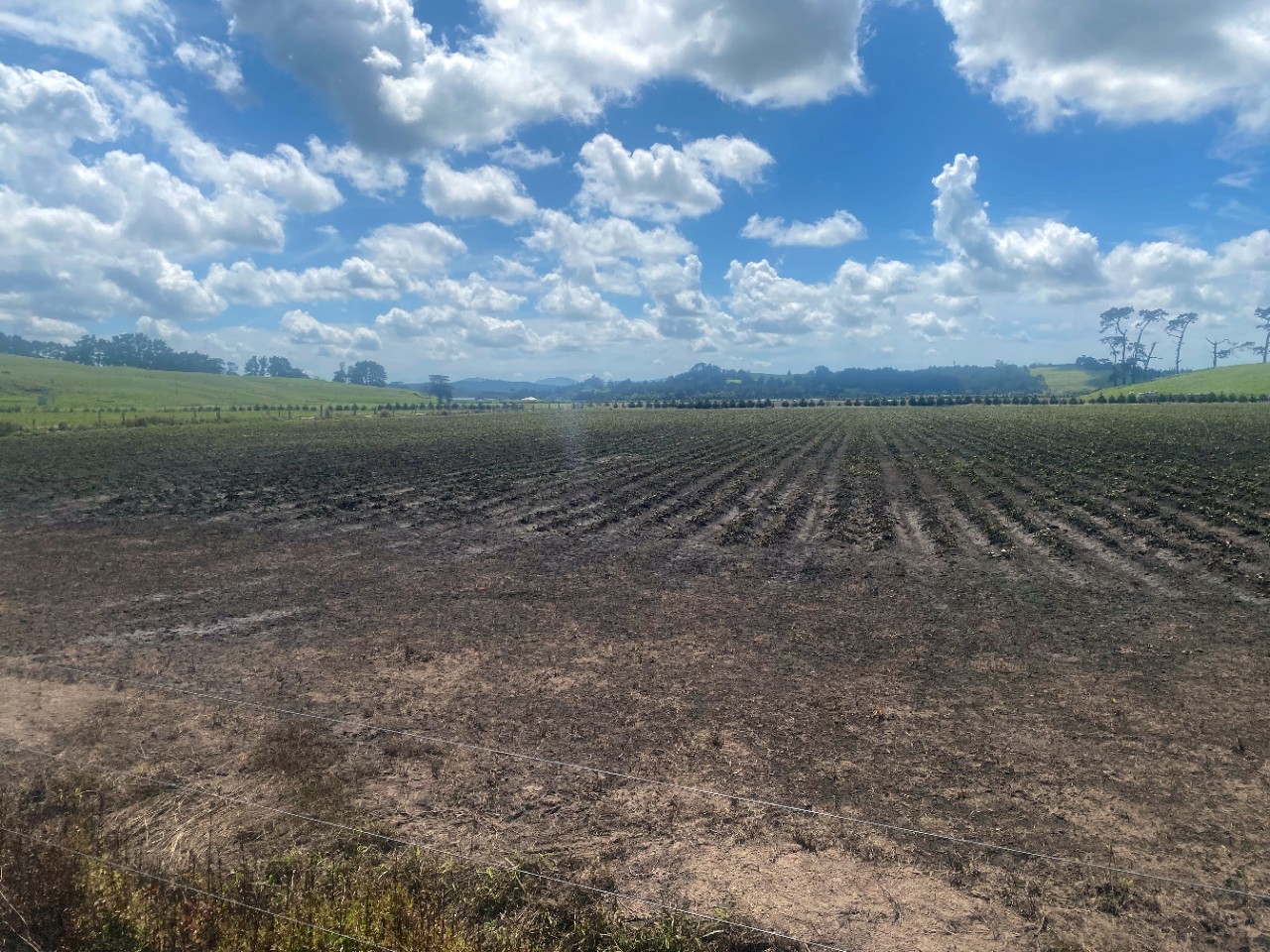 One of the couple's kumara fields after the water receded, leaving behind rotten crops.